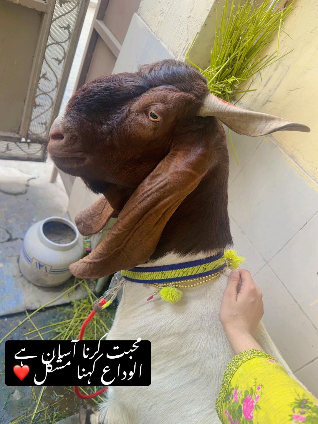 @Wajeeha Adnan❤️