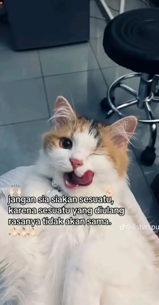 @kyaaa