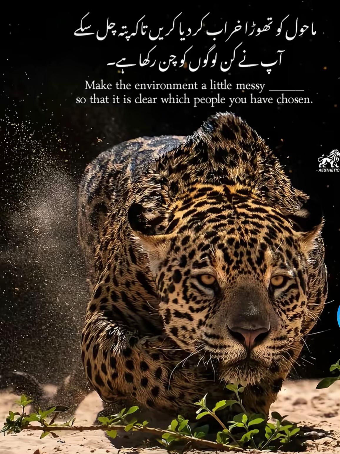 @شاہ جی