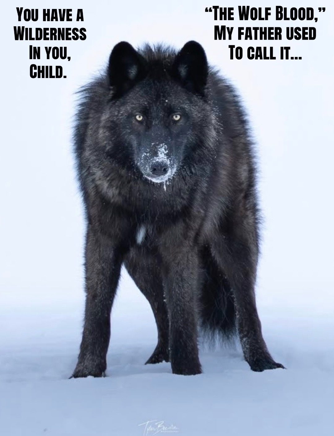@🪬Conscious_LoneWolf🐺