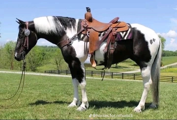 @PERFECT HORSES FOR ADOPTION