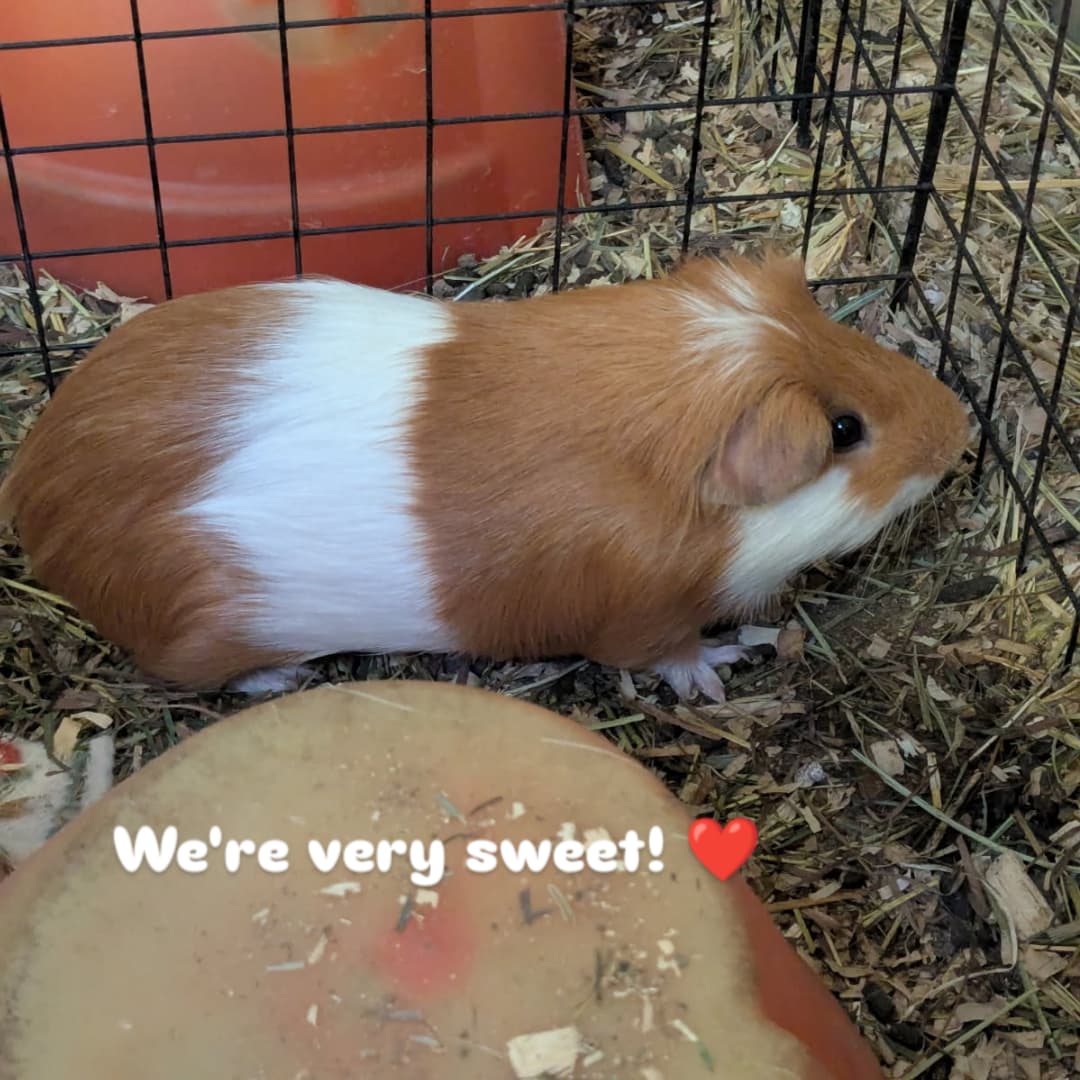 @Pet Skunk Advocates and Rescue