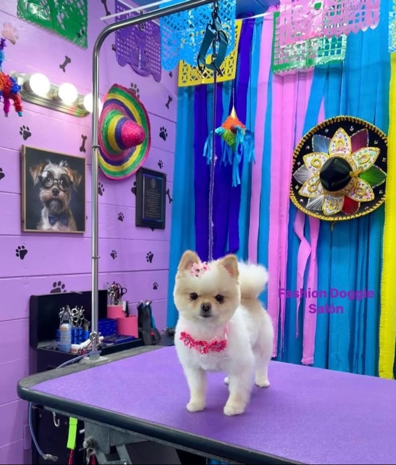@fashion.doggie.salon