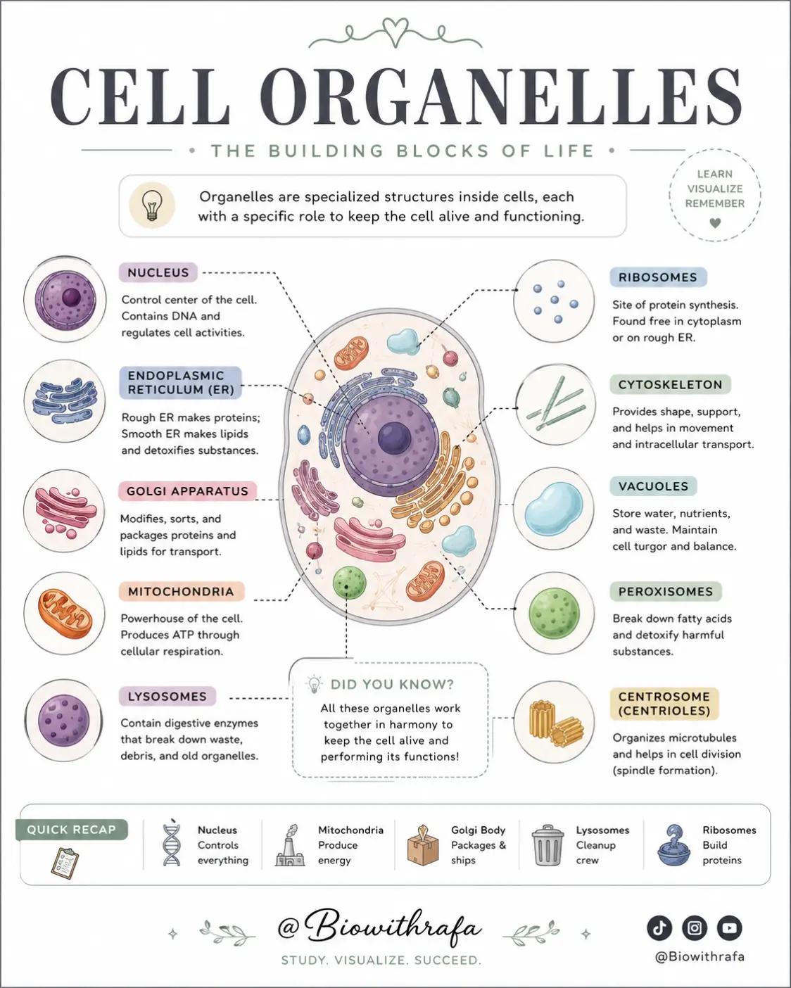 @📚🔬Biowithrafa 🧬🧫