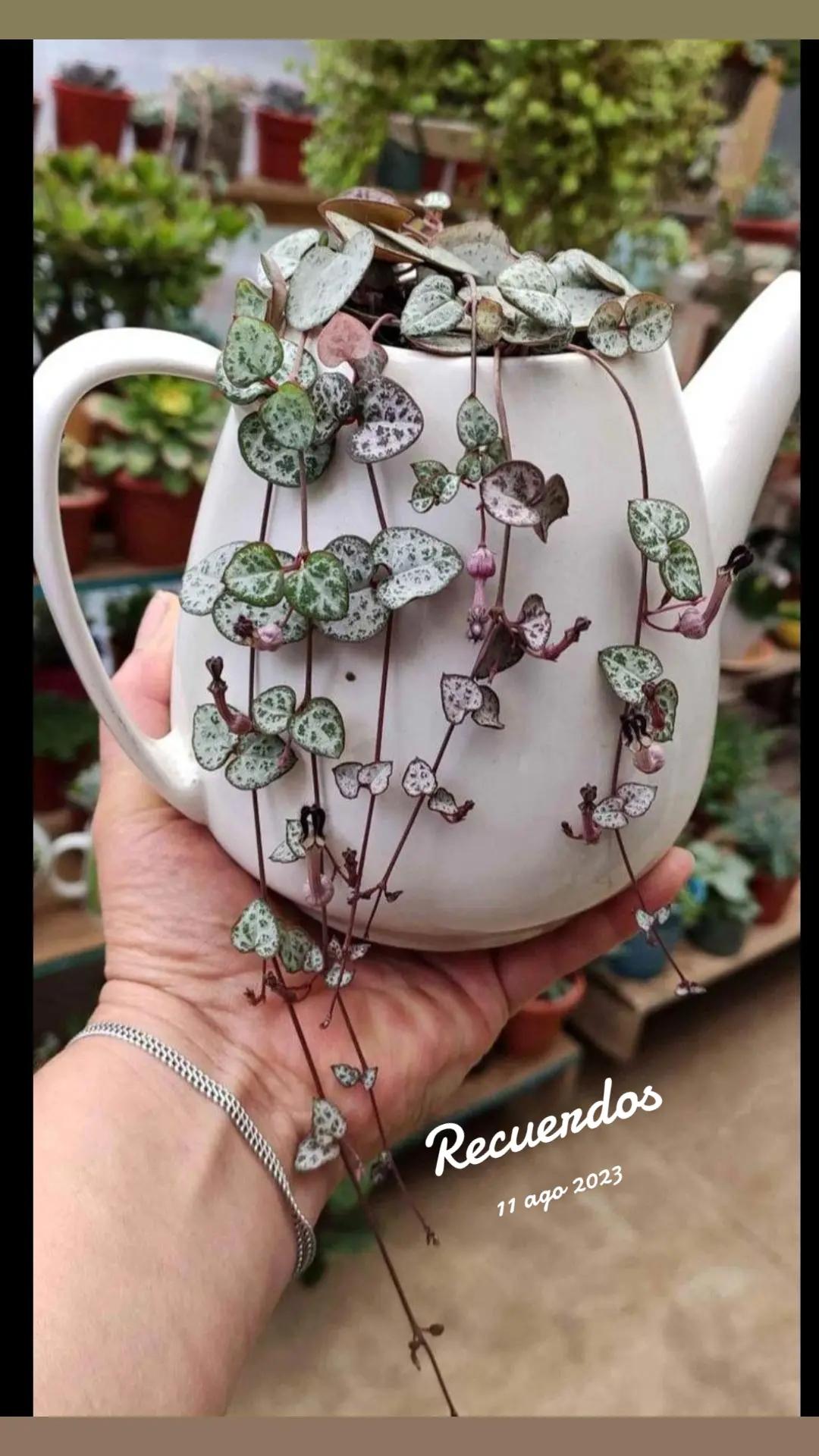 @Jardinesdelarca2  y crochet