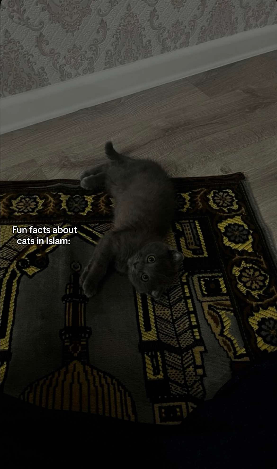 @hayxahmed12