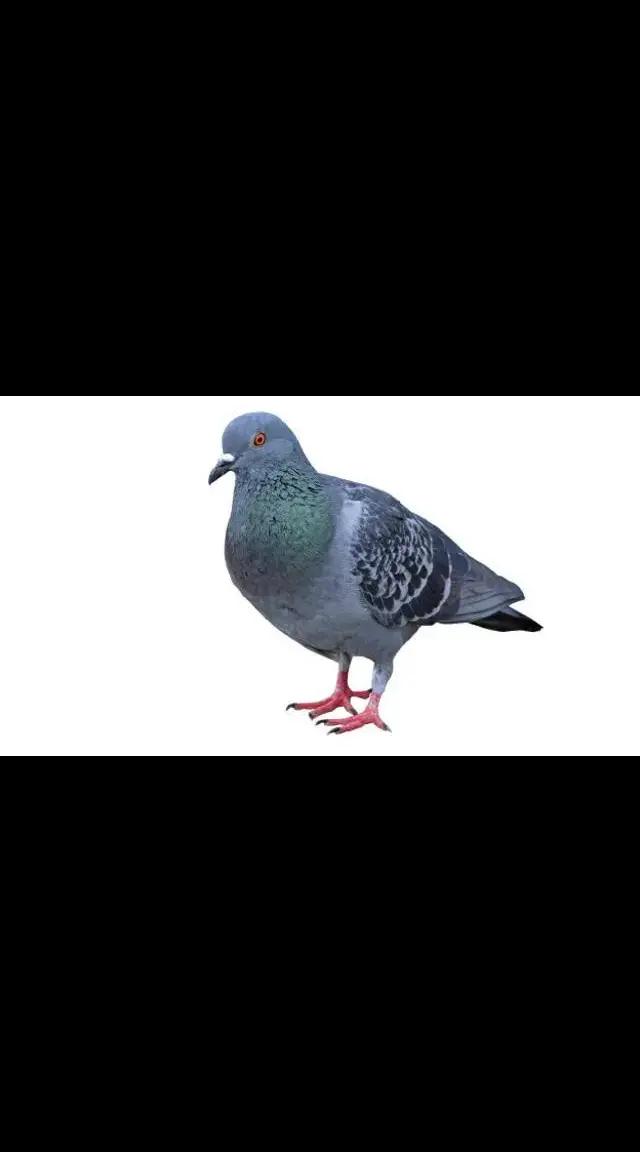 @Pigeon
