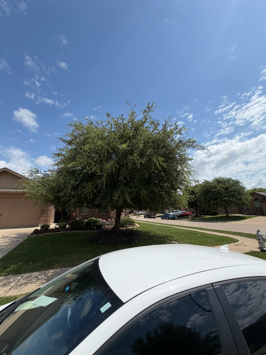 @Live Oak Tree Service