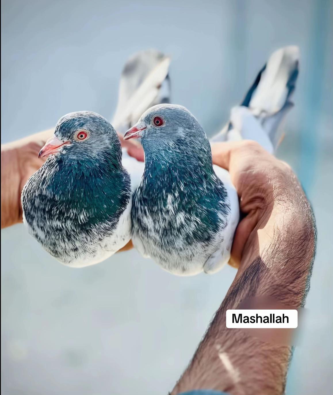 @Royal Birds 🕊️👑