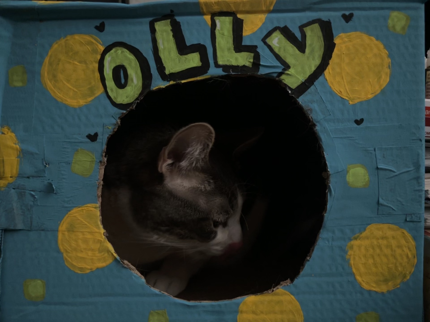 @𝖁𝖆𝖓𝖊𝖑𝖑𝖆 😸💕