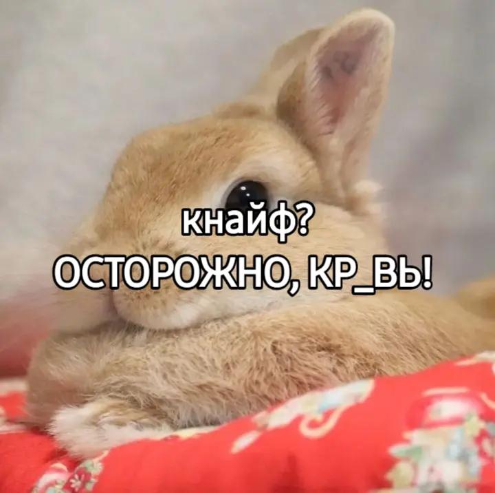 @чокопао 🍅