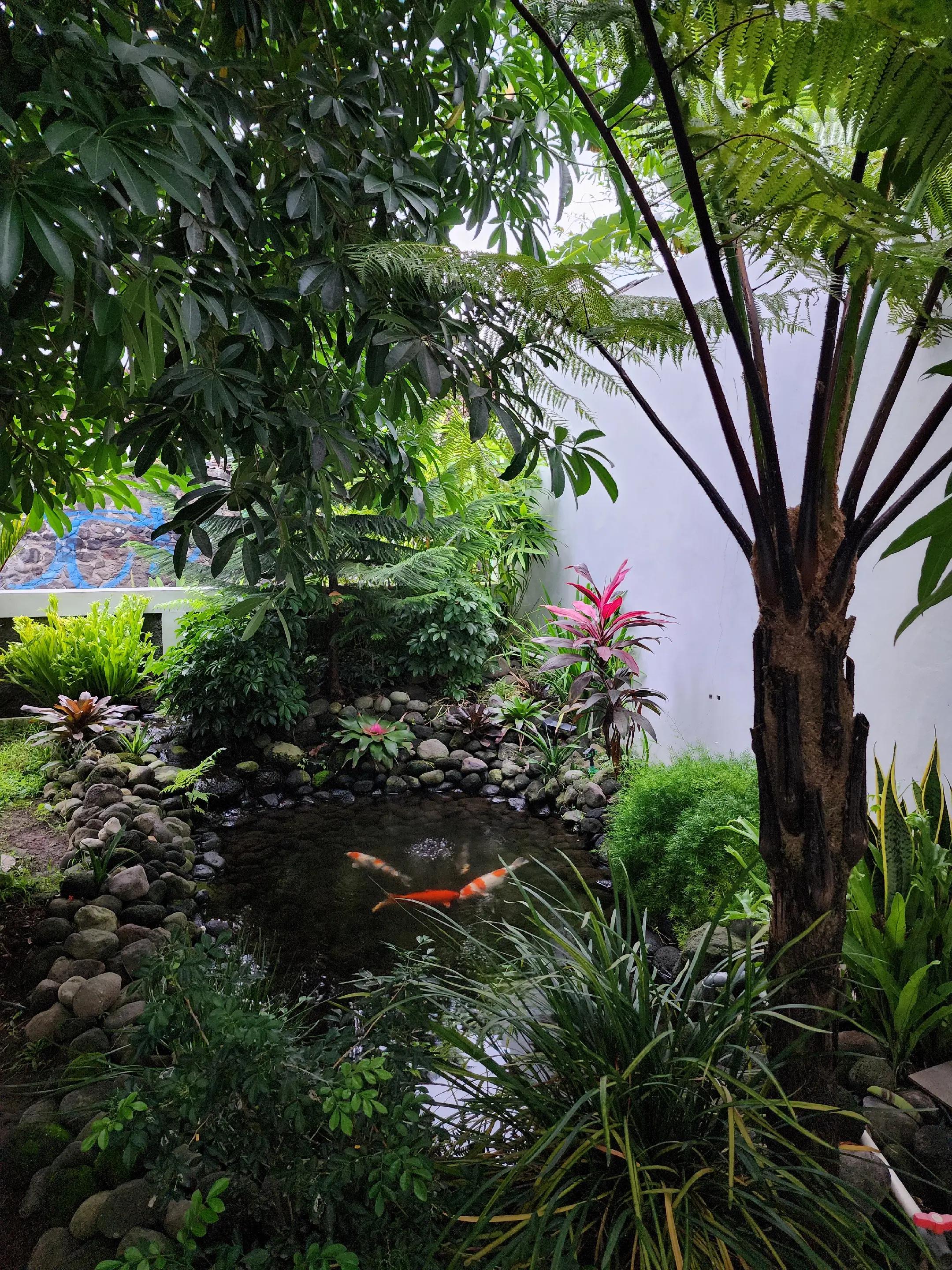 @Rumah Koi Prambanan