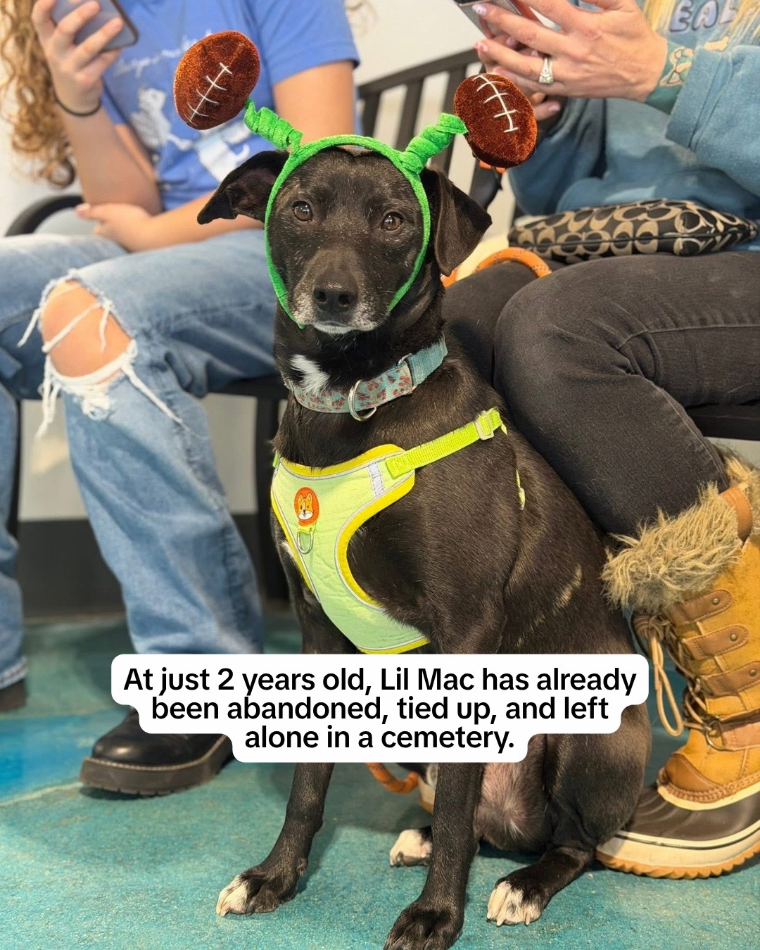 @Adopt a Pet