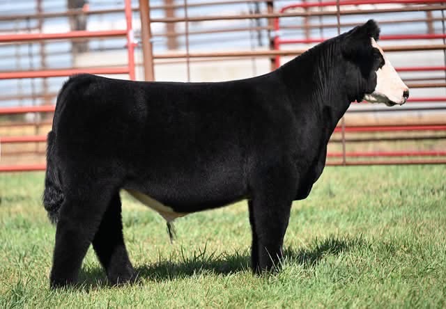 @Matt Lautner Cattle USA