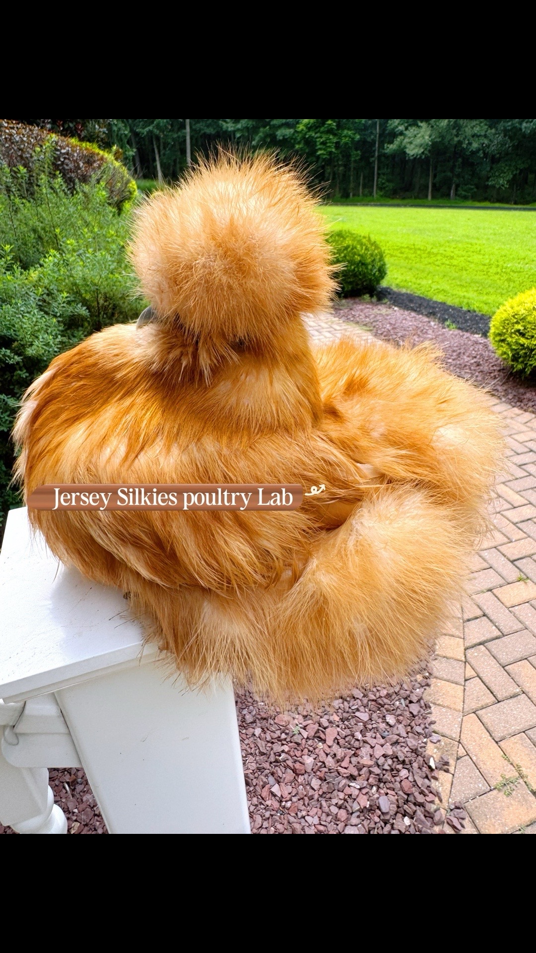 @Lavern | urban chickens