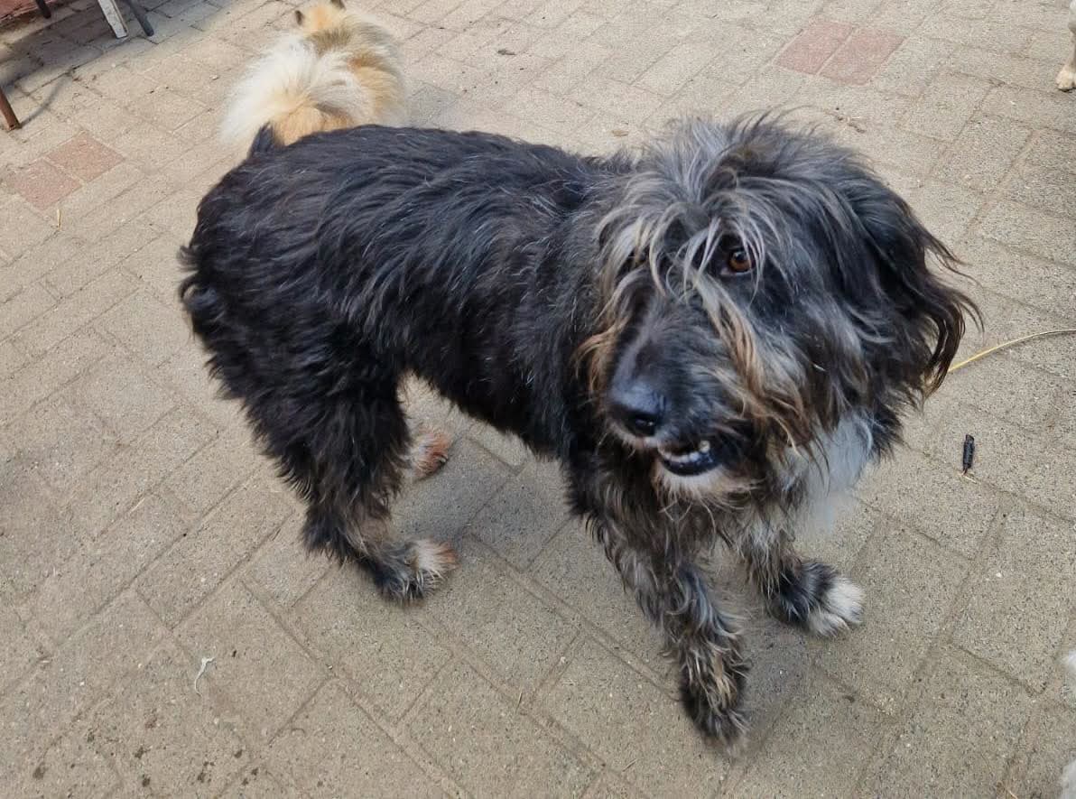 @Happy Paws Germany
