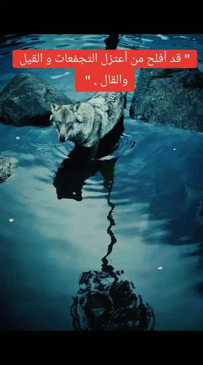 @walid Badi