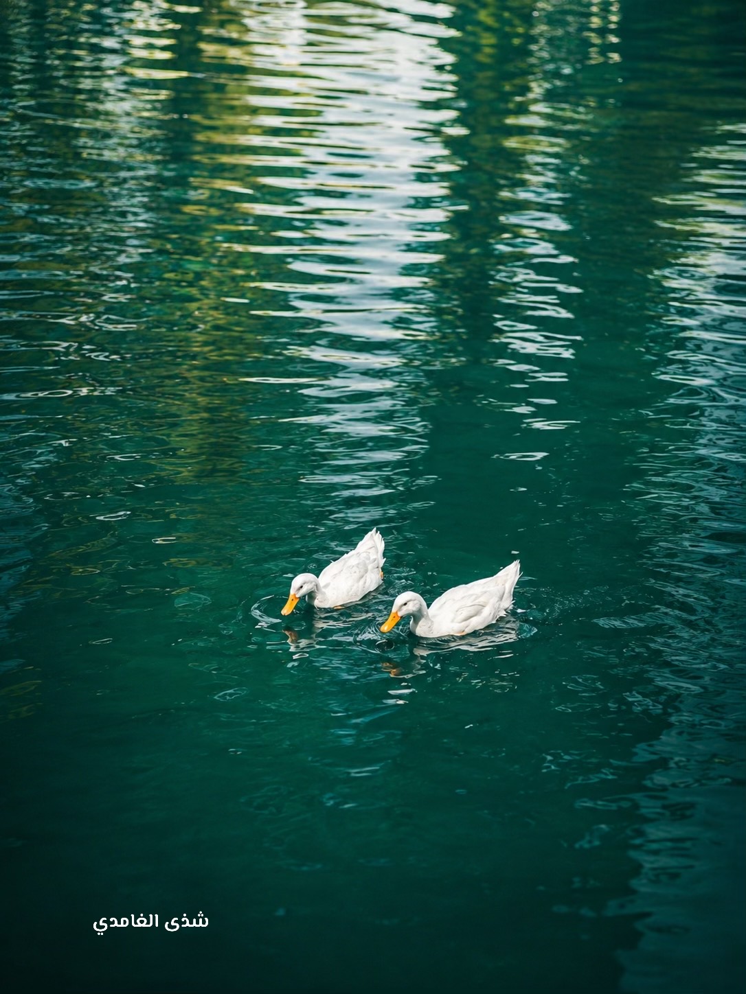 @شذى الغامدي🍃 موثوق ✨