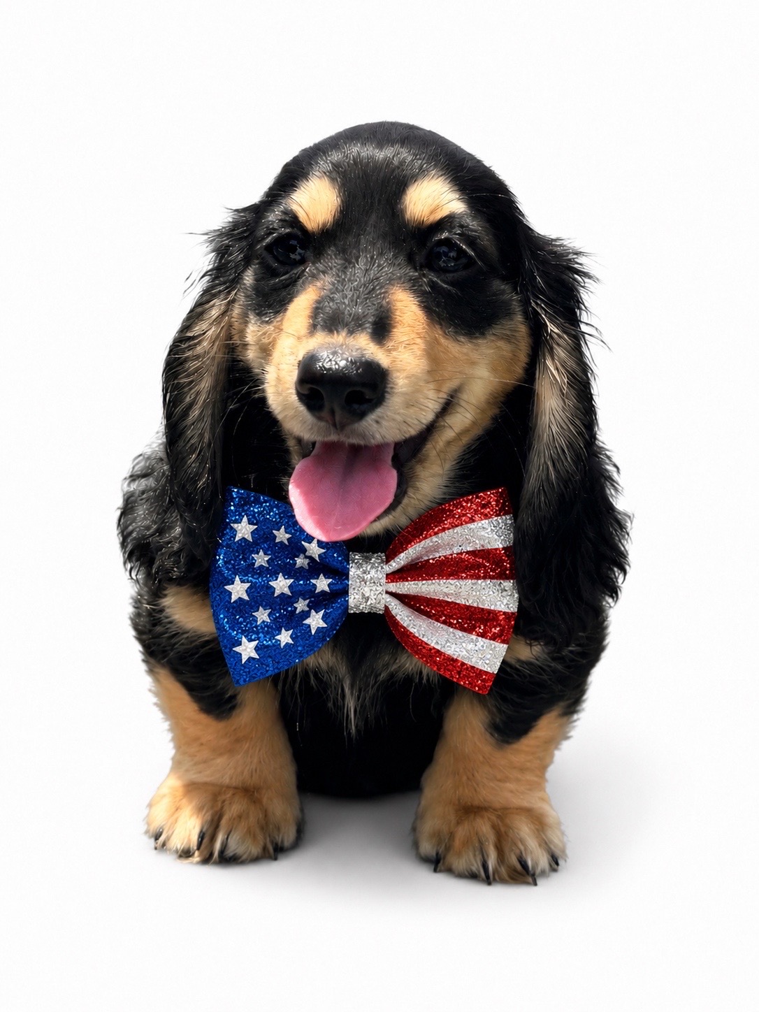@Charisma Dachshunds