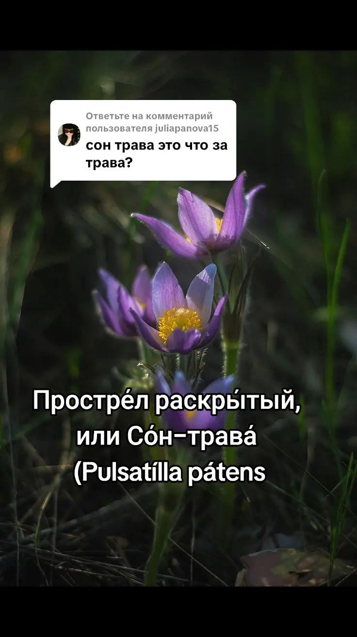 @Руслана Аль-Сахли
