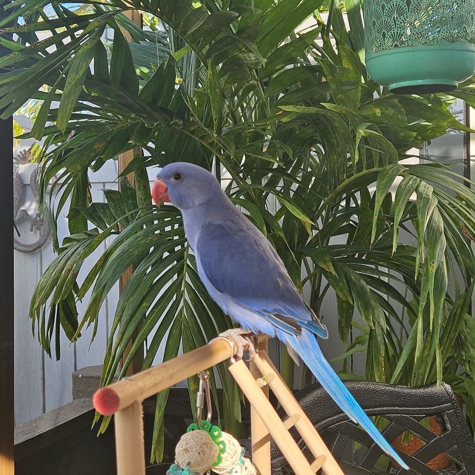 @Ring-necked Parakeets