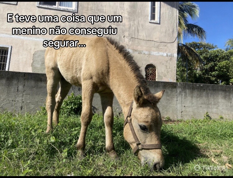 @Pᥱ́r᥆ᥣᥲ ᥱ ᥴᥲ&rho;&iota;tᥲ̃᥆