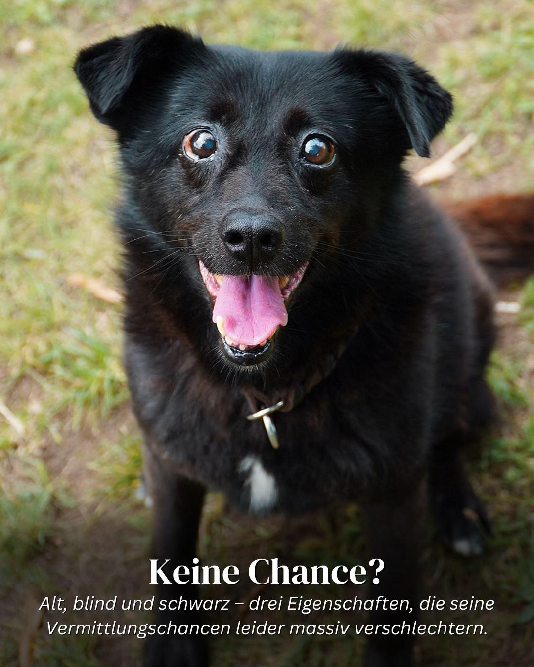 @SpecialDogs e.V.