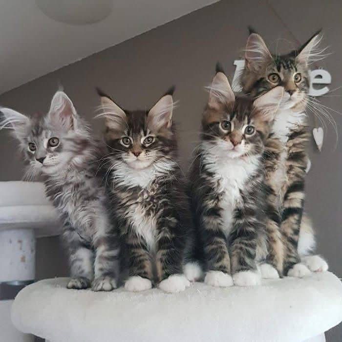 @Maine Coon Kittens