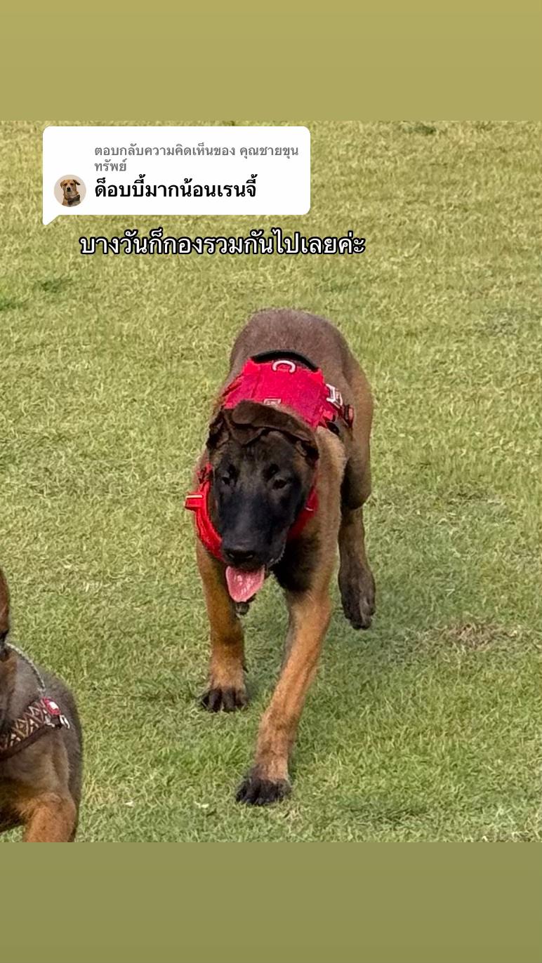 @พี่เรนเจอร์กับน้องเรนจี้