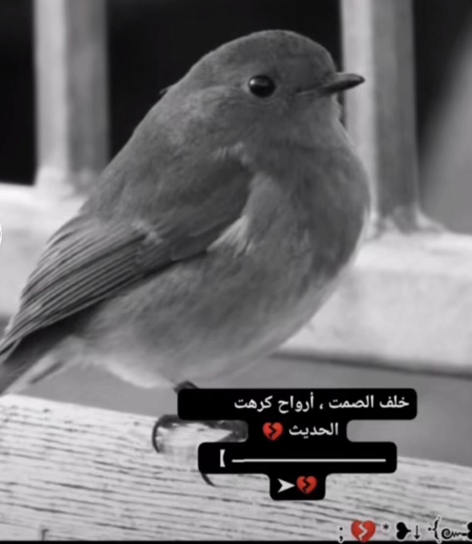 @Ali Al-Sarkhi