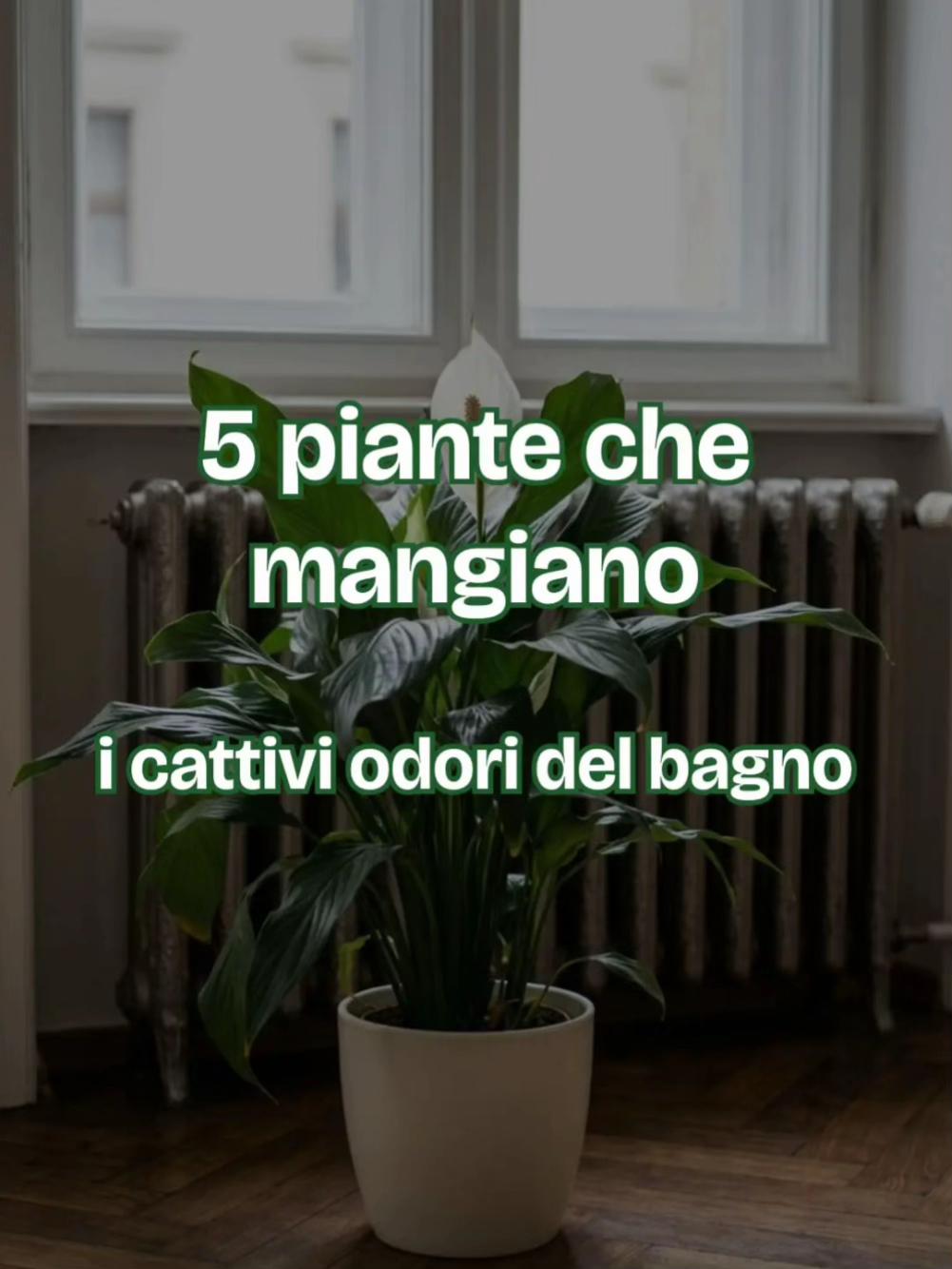 @Anna.dsantis