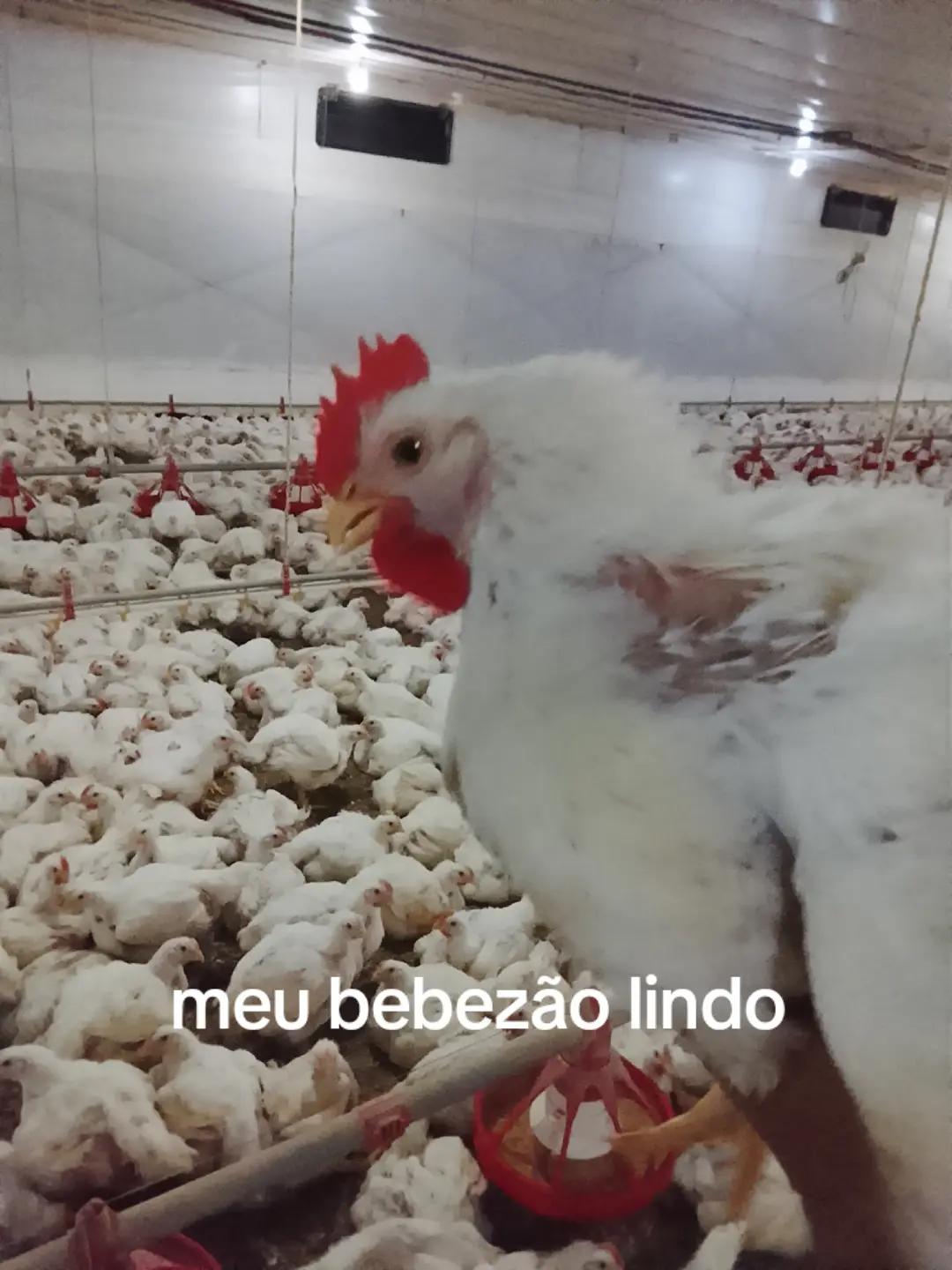 @Priscila de Fátima