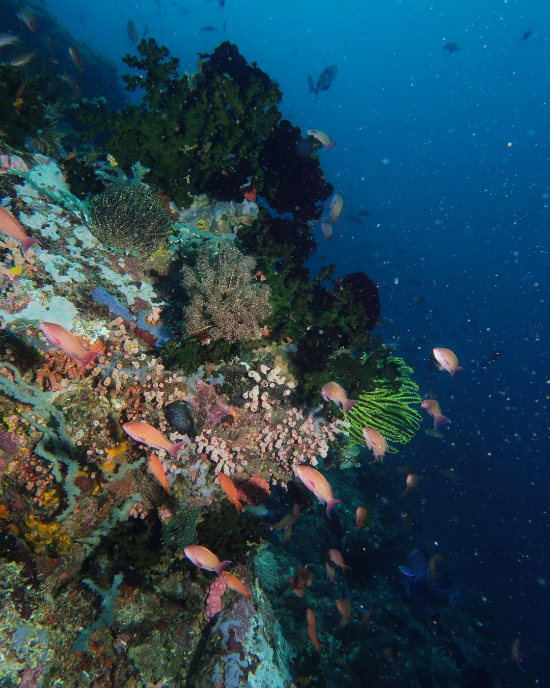 @Scuba Diving with Ara