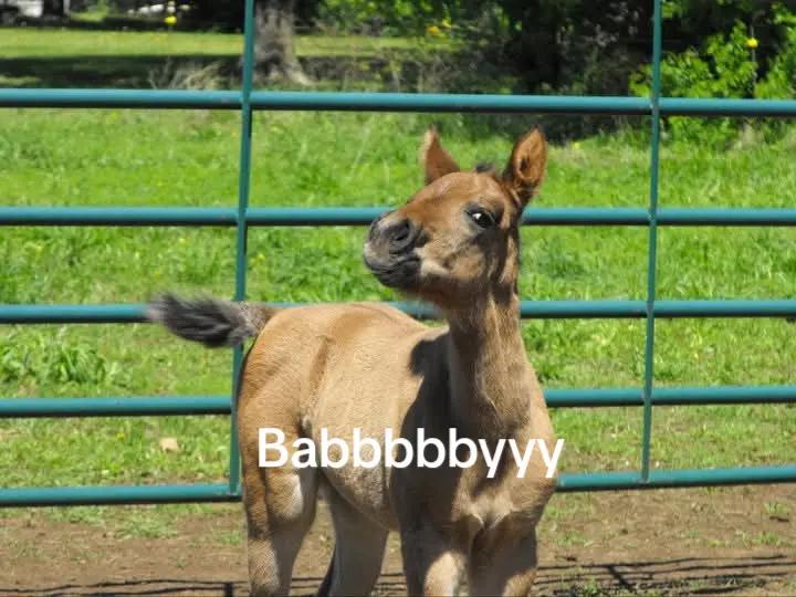 @Linsey