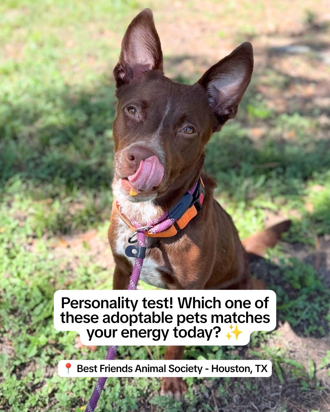 @Adopt a Pet