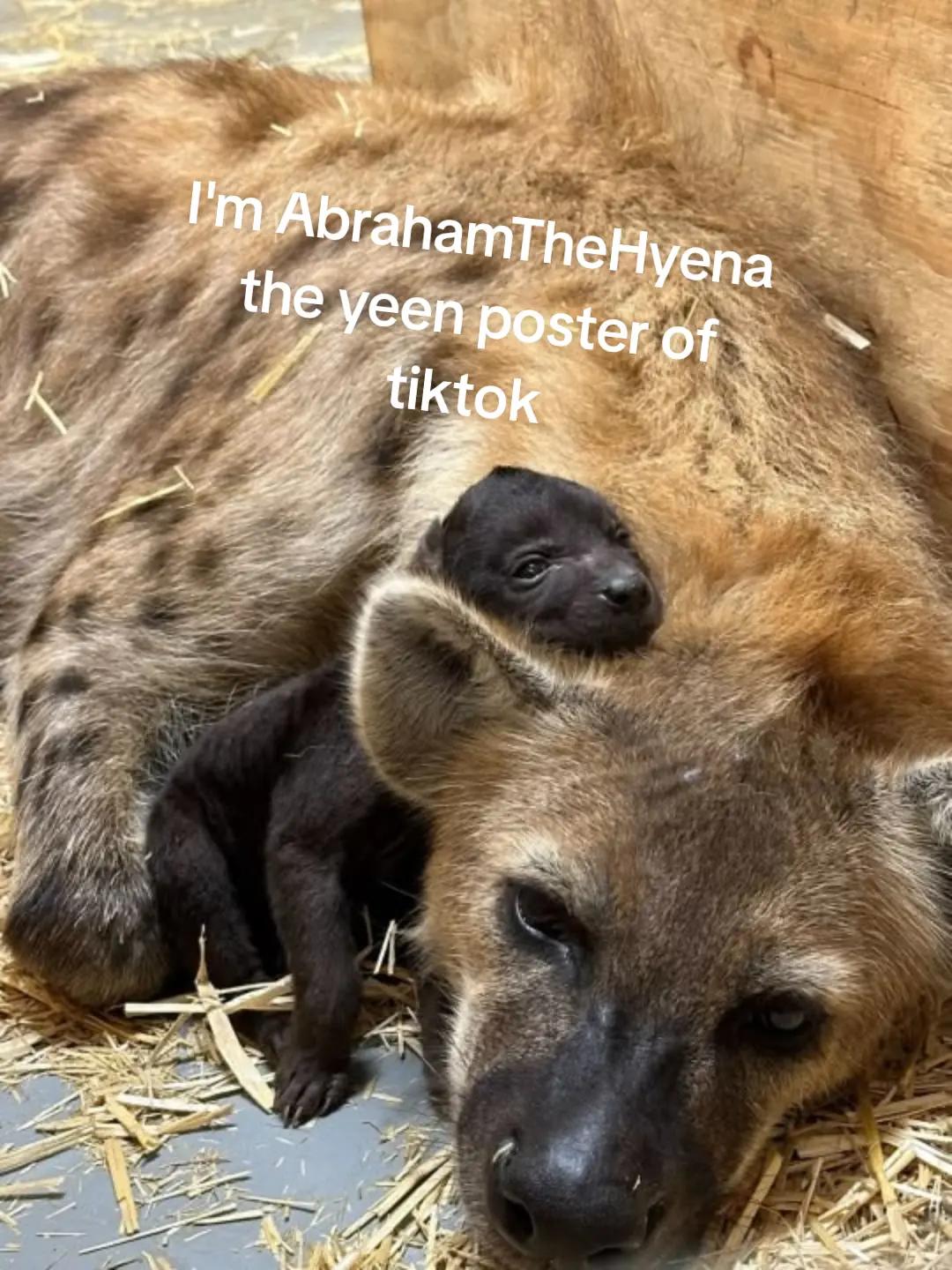 @AbrahamTheHyena🆒6️⃣9️⃣