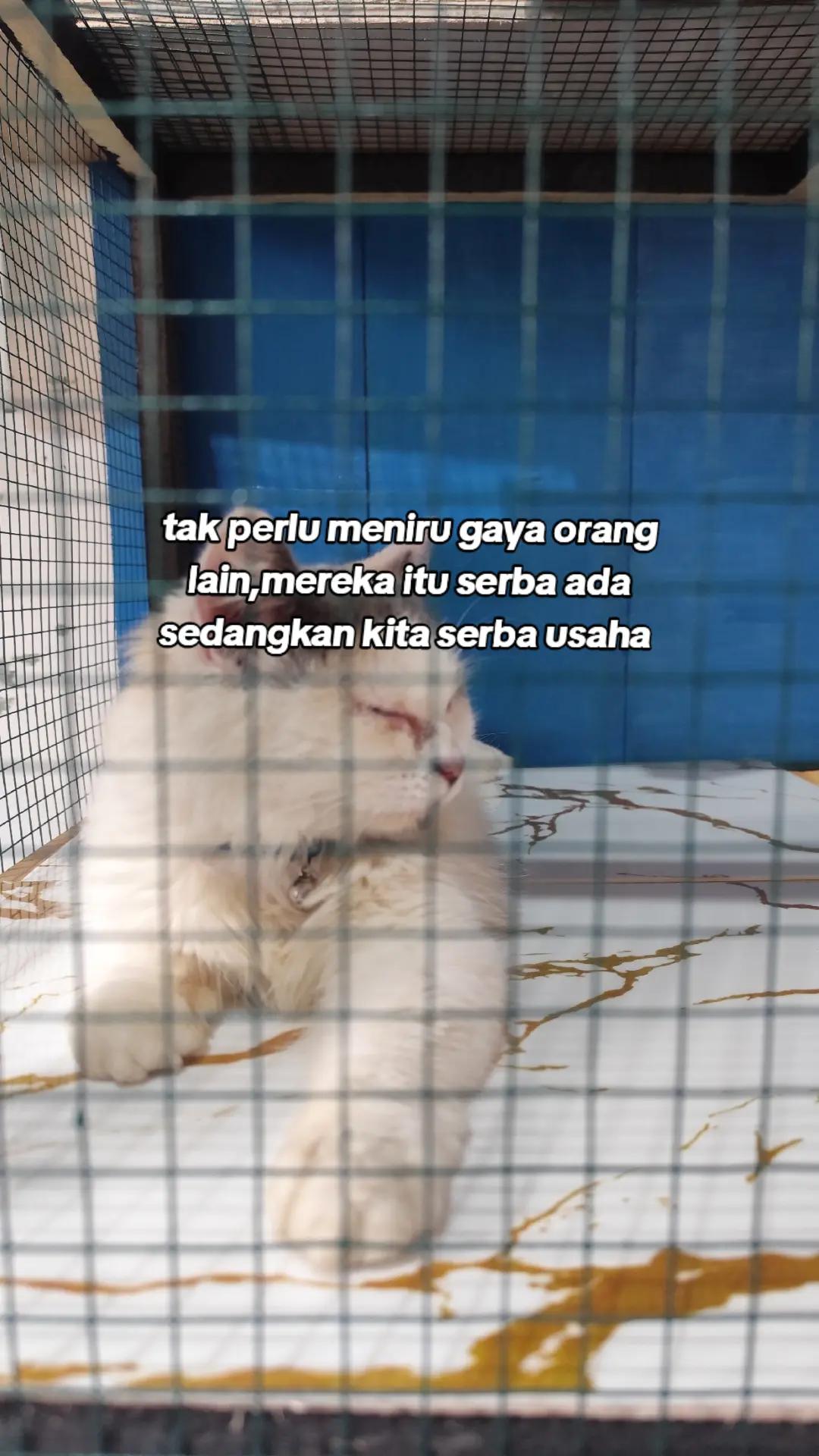 @dhoo