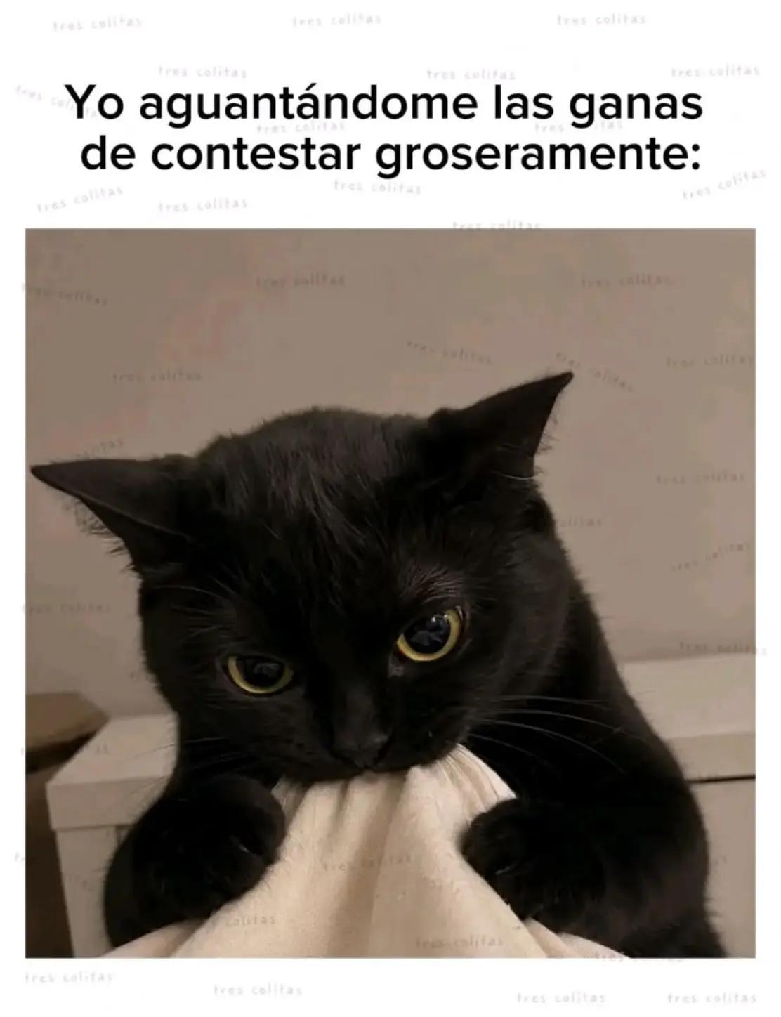 @monsterplus