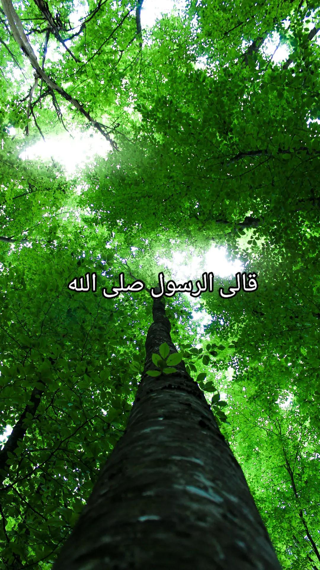 @القرآن الكريم