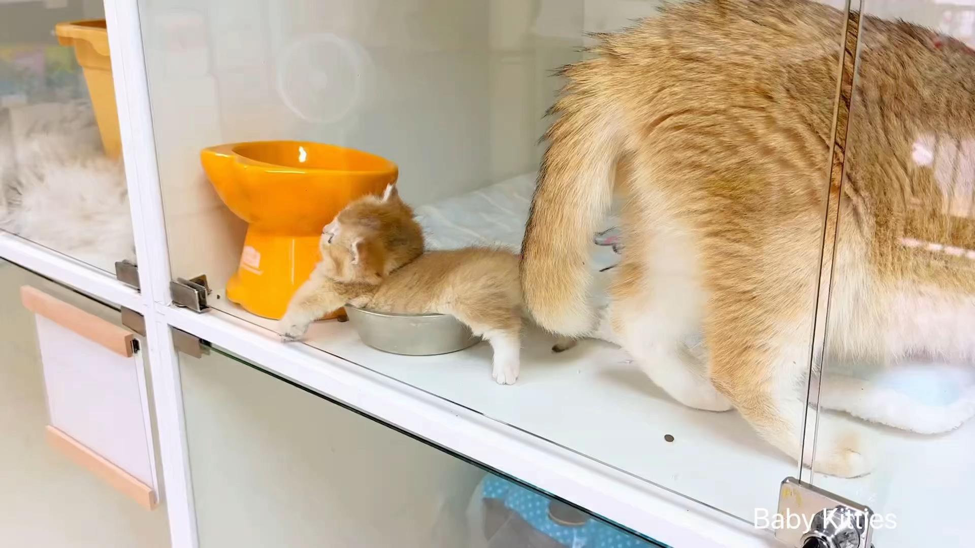 @Pawsfull.ASMR