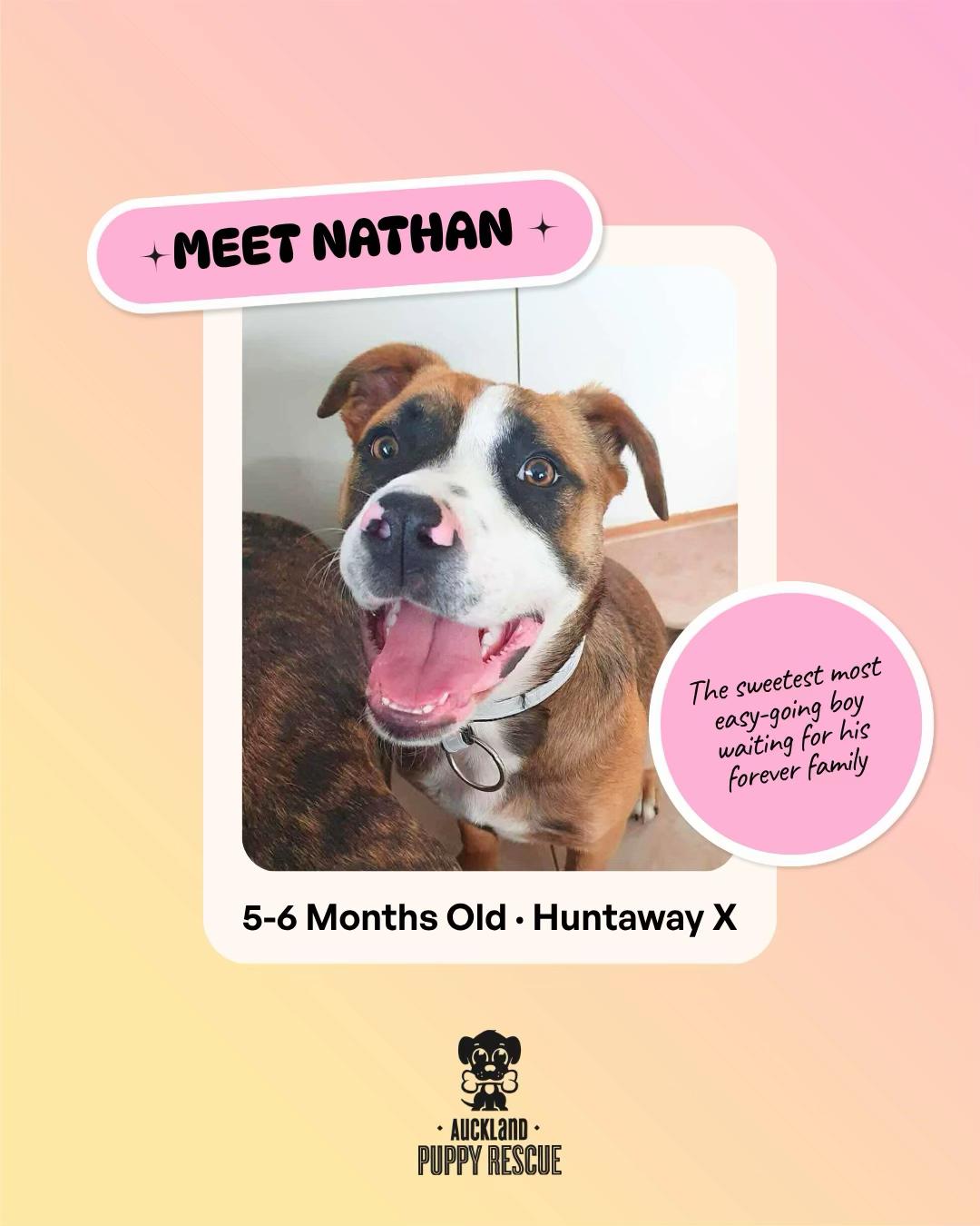 @Auckland Puppy Rescue