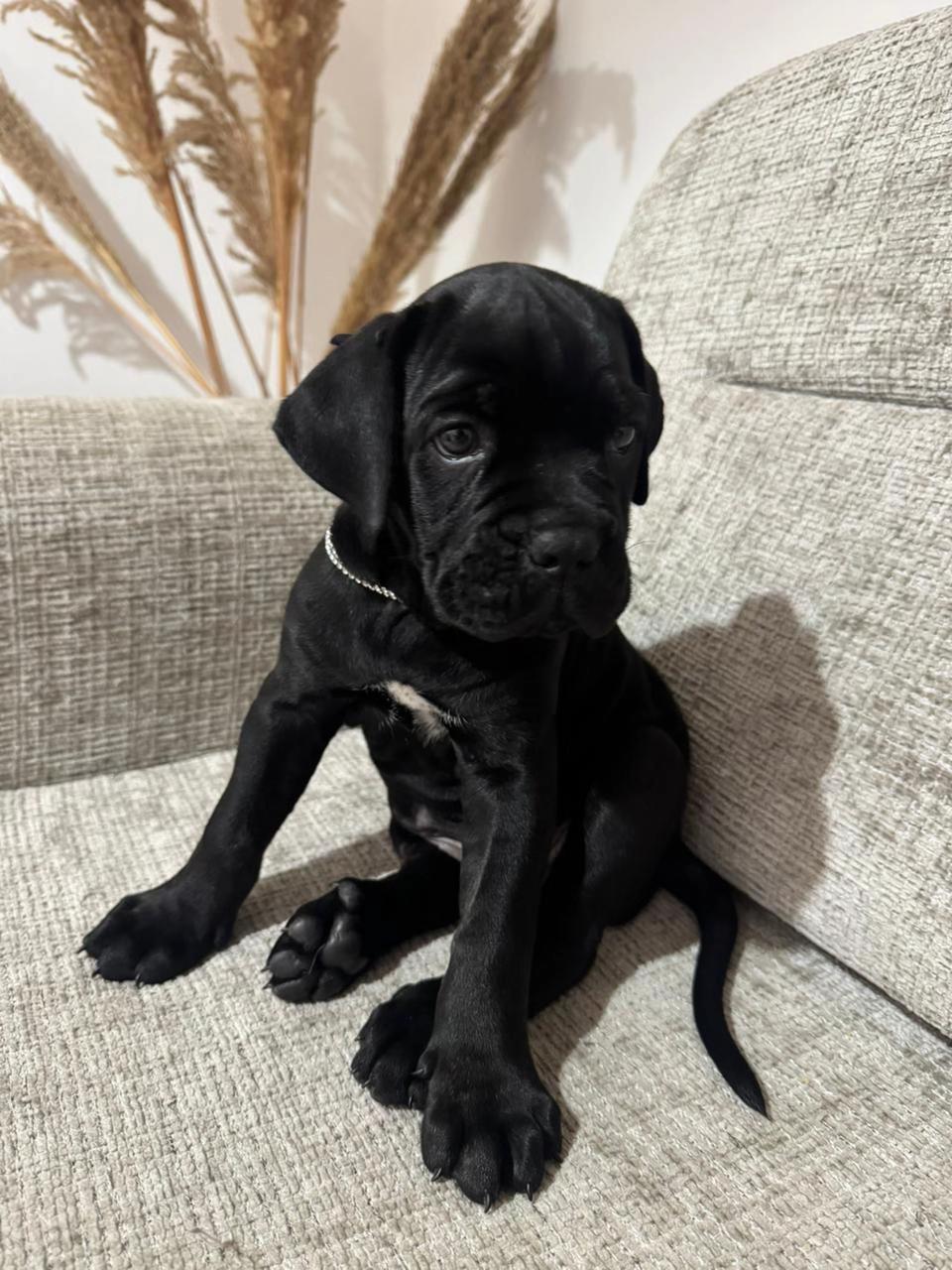 @NeroCaneCorsoKennel