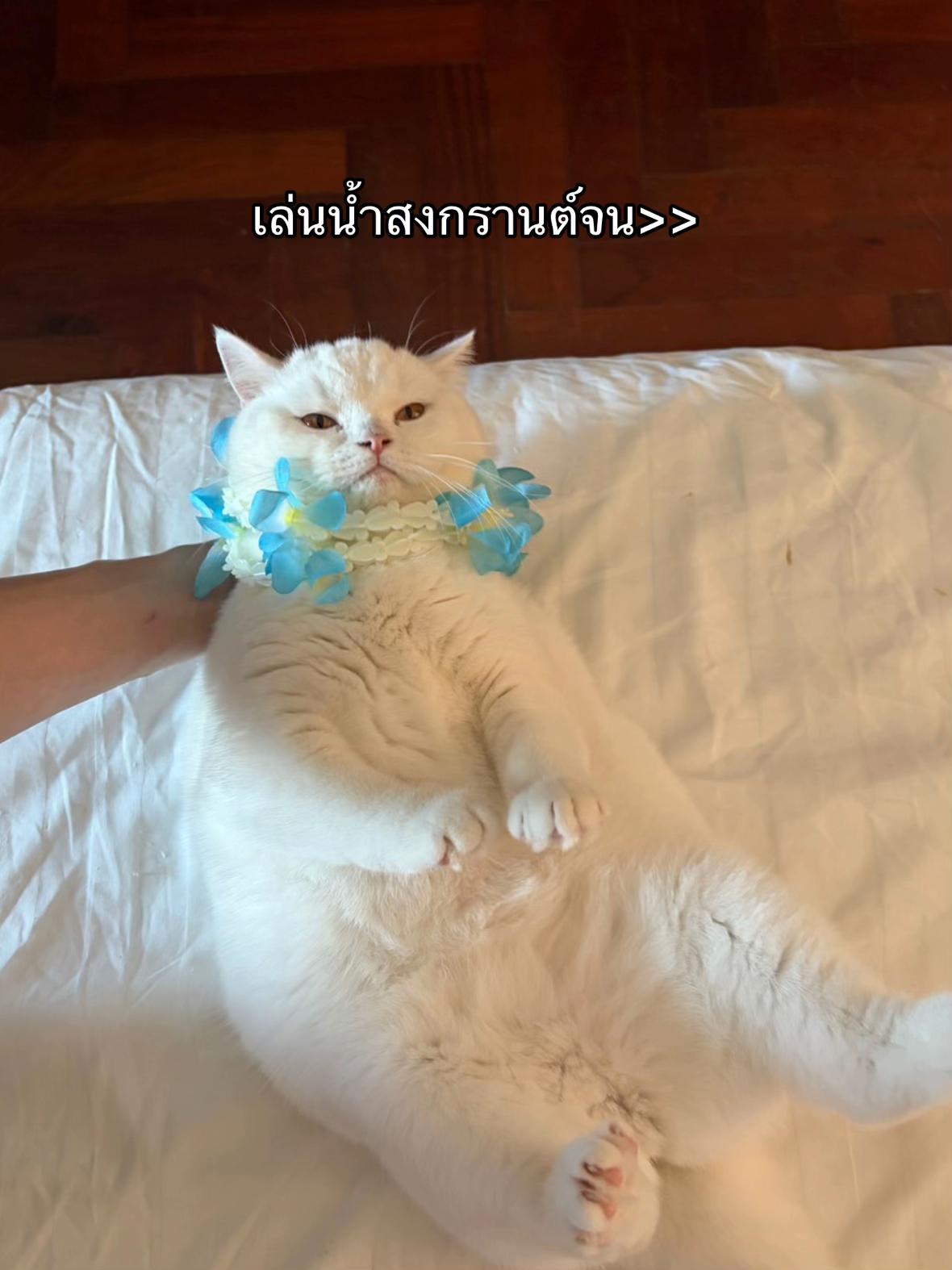 @น้องกล้วยกะป้อกล็อค
