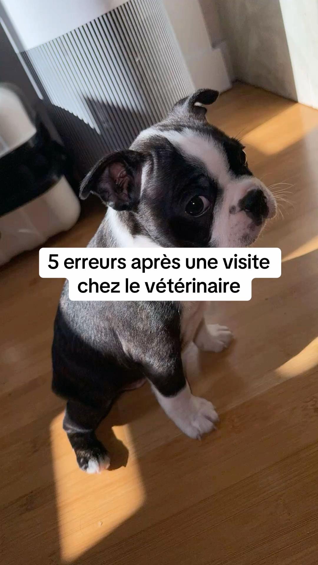 @Sunny Le Frenchie 🐾🌞