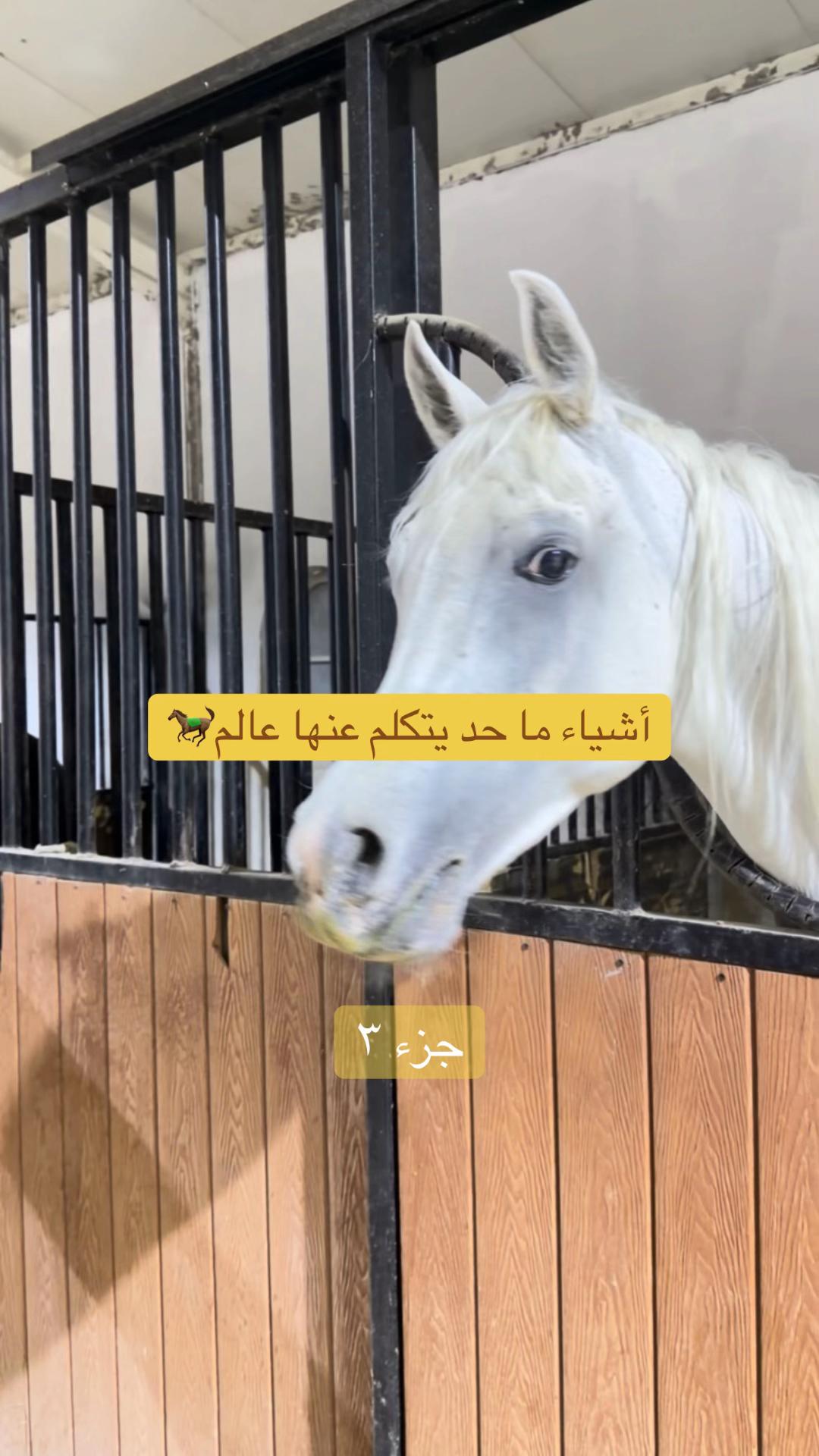 @Horsey.blee