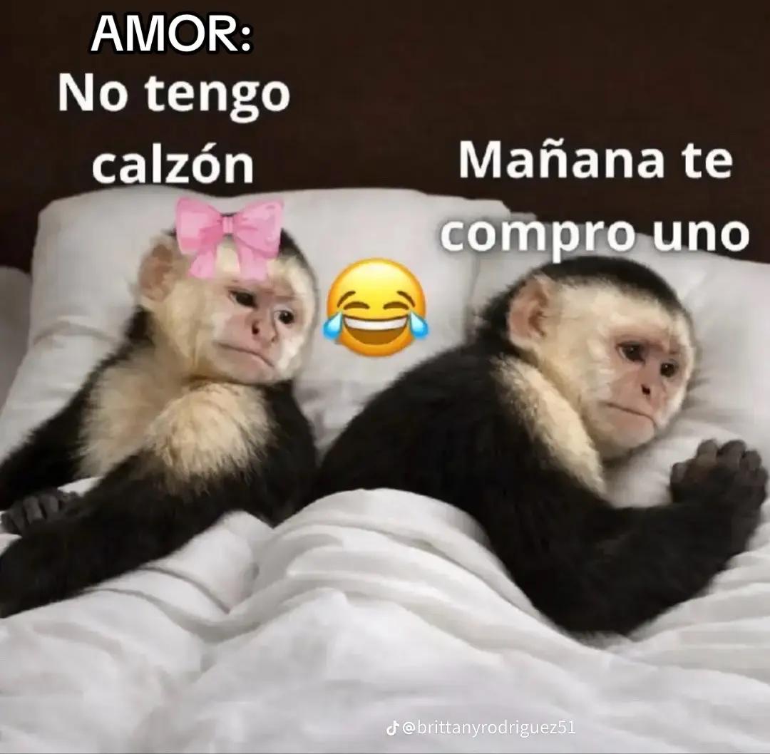 @boty el chapin 502