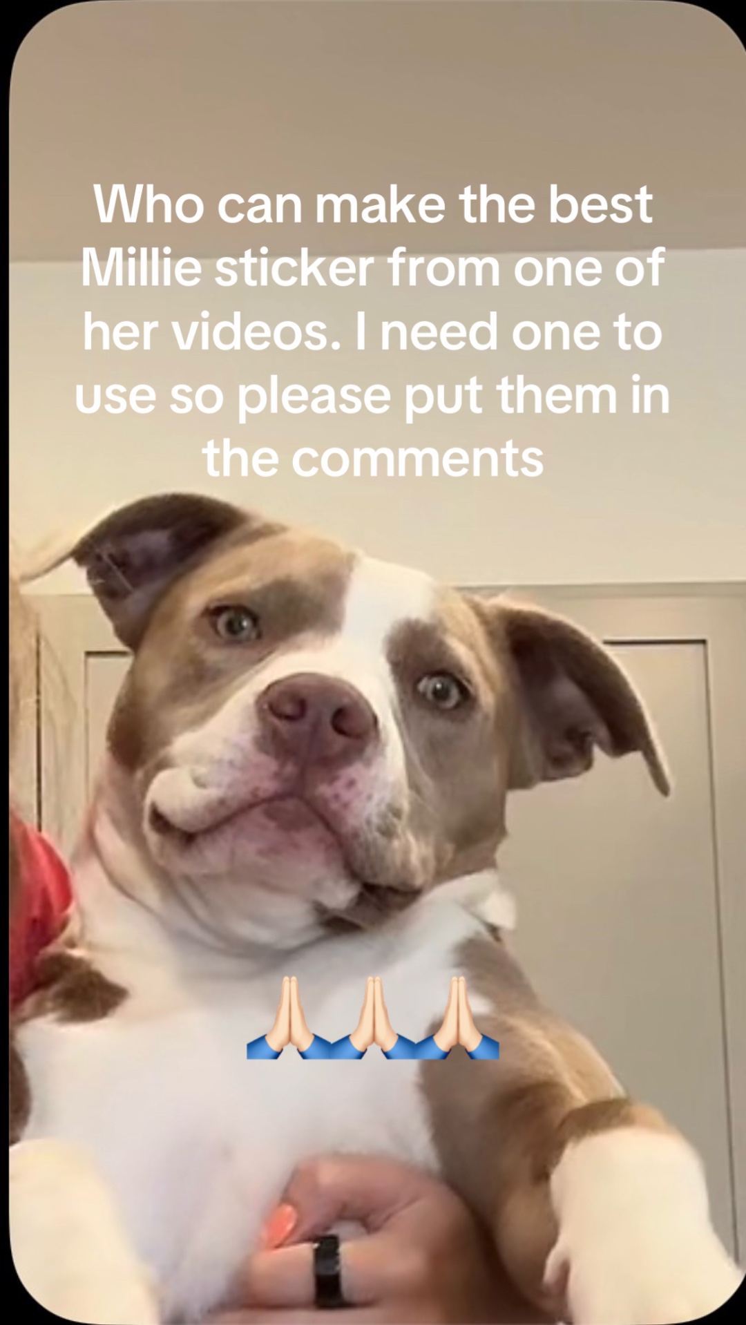 @Millie The Pitty