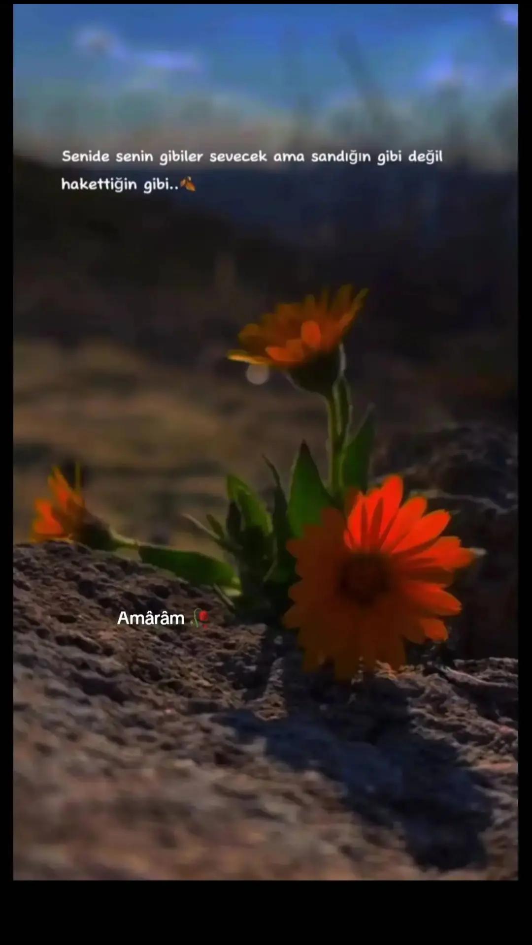 @❦JłɎ₳₦ ฿Ɇ ₮Ɇ ₦Ɇ Ӿ₩₴̧Ɇ ₳₥₳Ɽ₳❦🥀