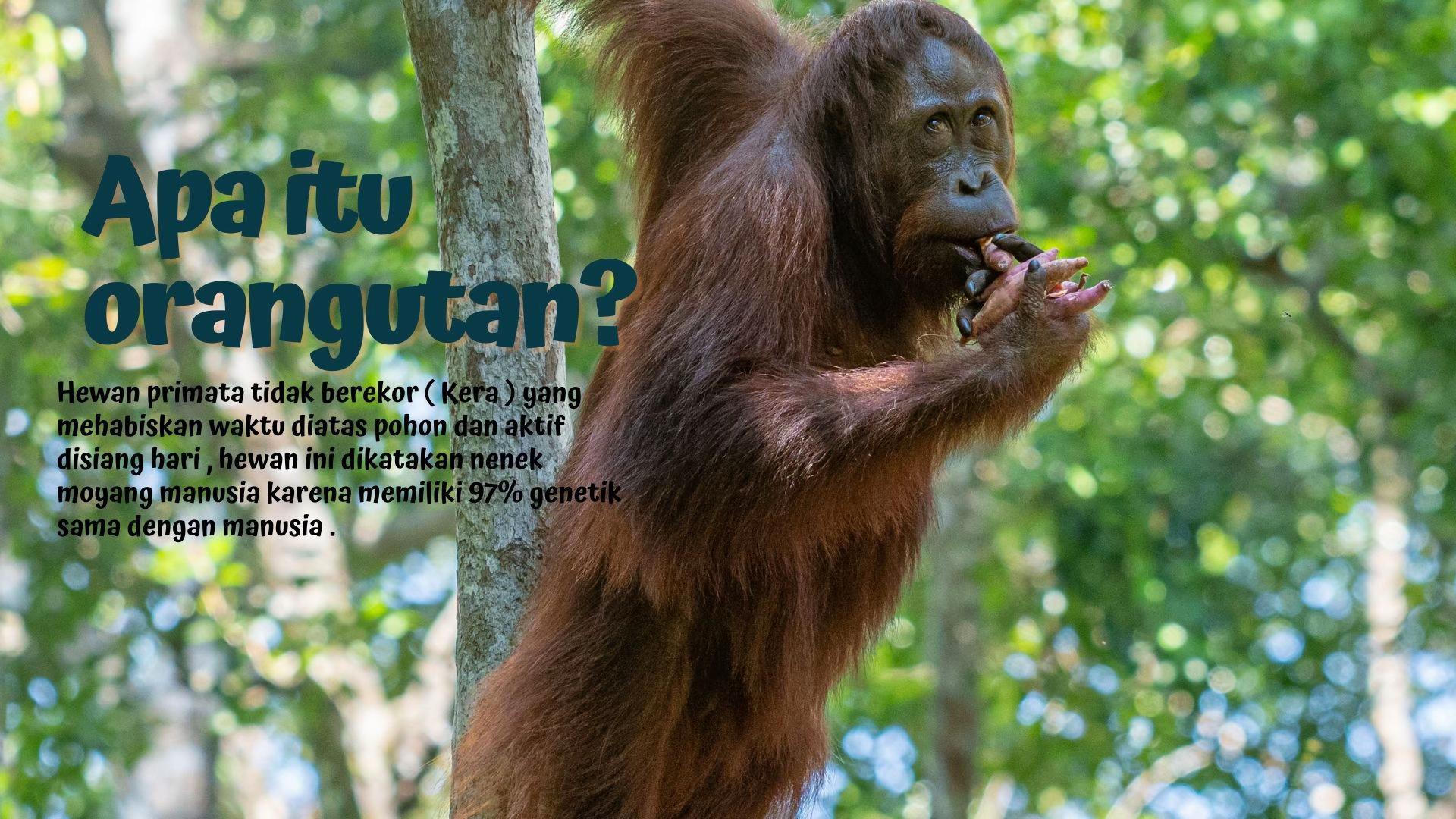 @BORNEORANGUTANSTOUR.