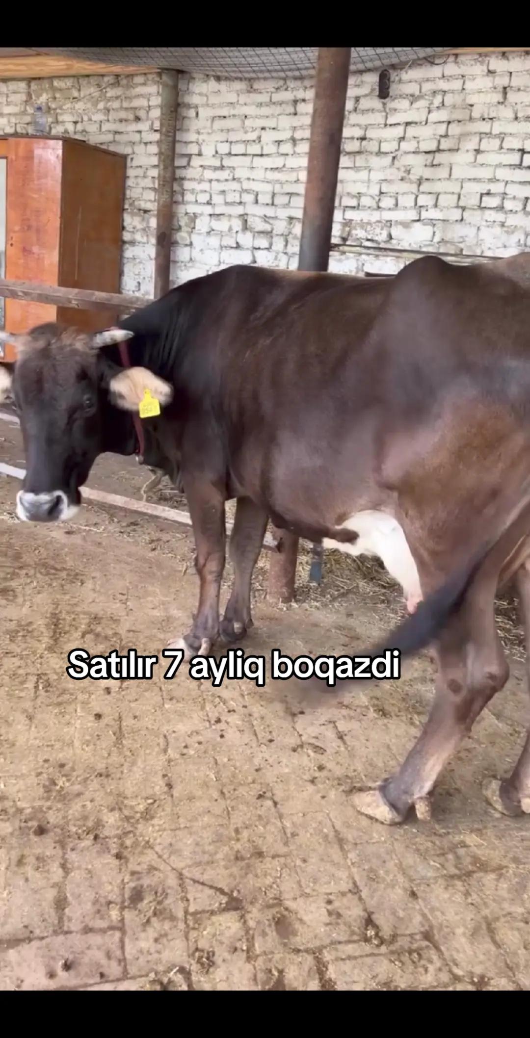 @Fermer qız 023